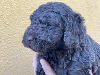 Macho marrón chocolate con rabo largo Excelente cachorro de perro de agua español