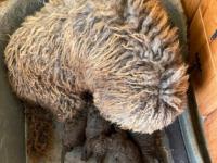 En estos momentos disponemos de machos y hembras Camada de cachorros chocolate