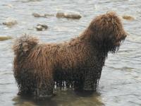 Excelente macho marrón, pedigrí de campeones.