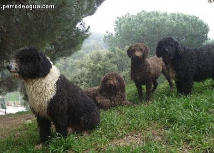 Barack Obama y su perro