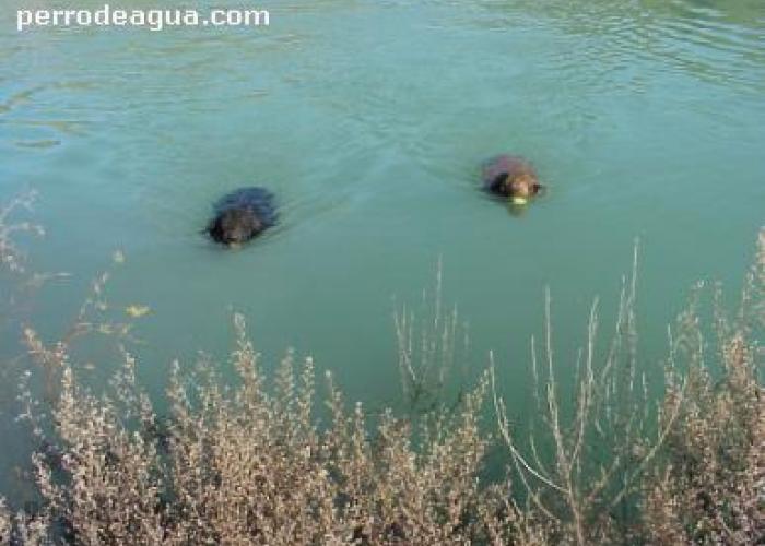 Ampliar Imagen El color de pelo ROJO