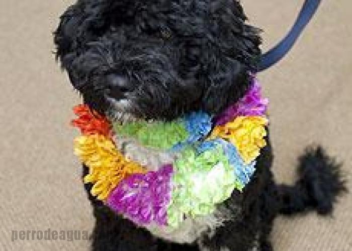 El perro de los Obama se llama "BO"