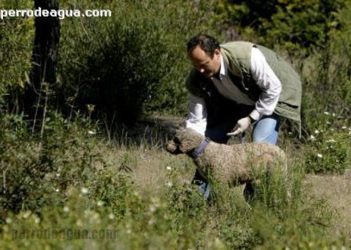 Unidad Canina de la Junta