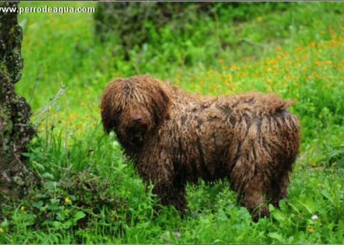 Bigorra del morrúo en la Sierra del Torcal, perro de agua español